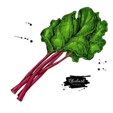Rhubarb vector drawing set. Isolated hand drawn  sliced piece an Stock Illustration