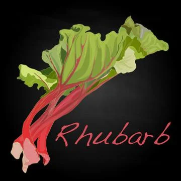 Rhubarb vector illustration Stock Illustration