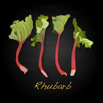 Rhubarb vector illustration Stock Illustration