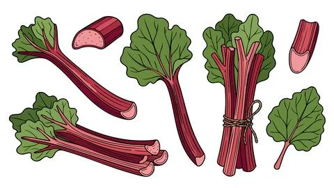 Rhubarb Vegetable Vector Set Stock Illustration