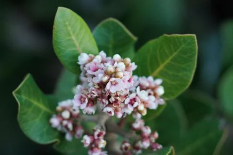 RHUS INTEGRIFOLIA BLOOM Stock Photos