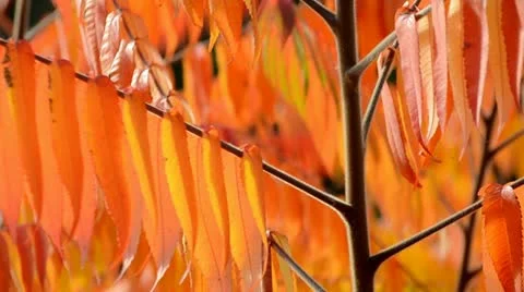 Rhus typhina Stock Footage 20490205