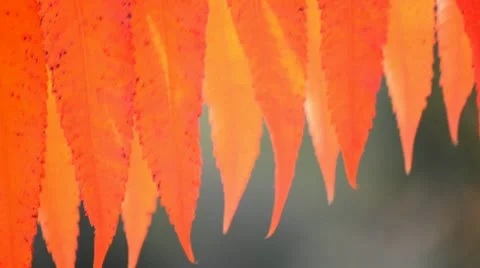 Rhus typhina Stock Footage 20588848