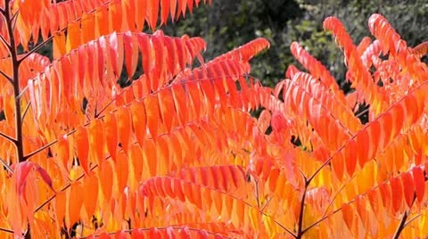 Rhus typhina Stock Footage 21650286