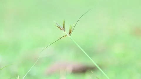 Rhynchospora trispicata grass. Видео 320462252