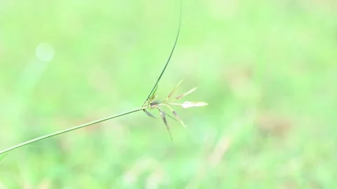 Rhynchospora trispicata grass. Stock Footage 320462267