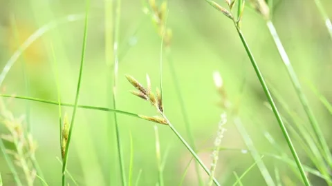 Rhynchospora trispicata grass. 库存影片 320462268