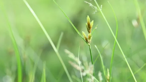 Rhynchospora trispicata grass. Видео 320462318