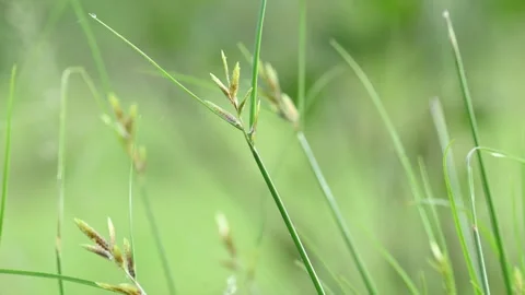 Rhynchospora trispicata grass. Vidéo 320462347