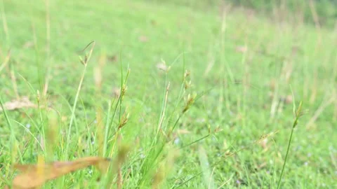 Rhynchospora trispicata grass. Видео 320462396