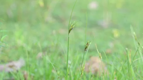 Rhynchospora trispicata grass. Vídeos de archivo 320462409