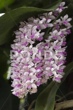 Rhynchostylis gigantea(orchid) Stock Photos