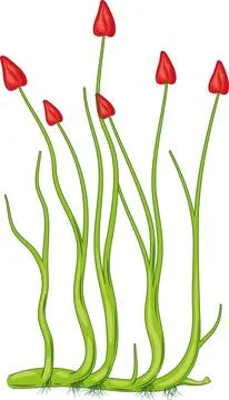 Rhynia Plant Stock Illustration