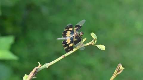 Rhyothemis variegata dragonfly. Vídeo Stock 314417408