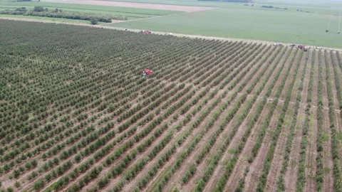 Rhythm of the harvest – machine-powered cherry picking in action Stock Footage 301788606