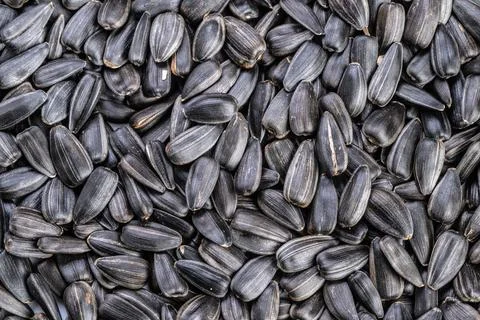 Rhythmic arrangement of black seed shells, Distinctive sunflower seed motif.. 스톡 사진