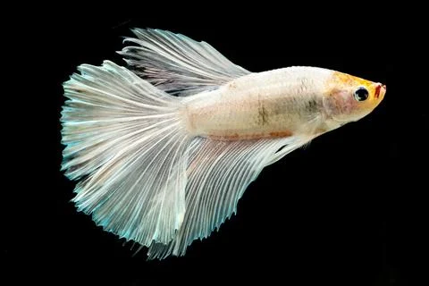 Rhythmic of Betta fish, Siamese fighting fish, Betta splendens Pla-kad Thai,  Stock Photos