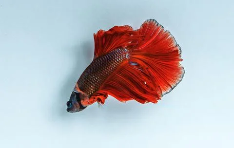 Rhythmic of Betta fish, siamese fighting fish betta splendens Stock-Fotos