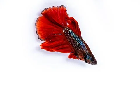 Rhythmic of Betta fish, siamese fighting fish betta splendens  Stock-Fotos