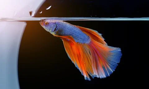 Rhythmic of Betta fish, siamese fighting fish betta splendens. Stock-Fotos