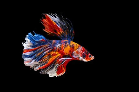 Rhythmic of Betta fish, siamese fighting fish betta splendens  Stock-Fotos