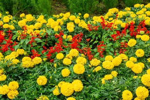 Rhythmic floral composition: alternating red salvias and yellow marigolds in Stock Photos