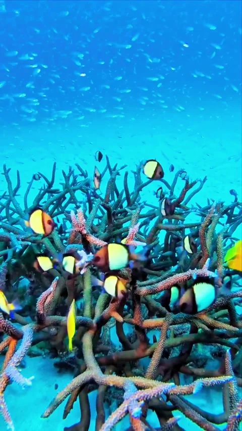 Rhythmic Movement of Striped Tropical Fish School in Open Blue Sea Stockbeeldmateriaal 336666550