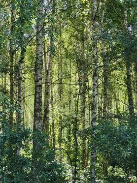 Rhythmic texture of white birch tree trunks in summer forest Stock Photos