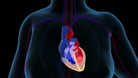 Rhythmical contraction of a human heart, electrical conduction system Stock Footage 134319652