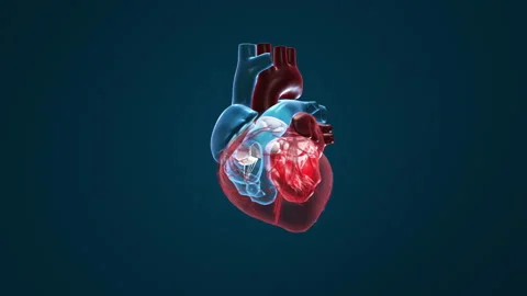 Rhythmical contraction of a human heart Stock Footage 140959121