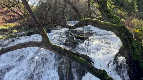 Rhythms of Nature: Cascading River in Sunlit Forest Stock Footage 261872874