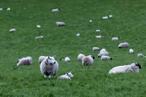Rhythms of the Pasture: The Dynamics of a Working Sheep Farm Stock Photos