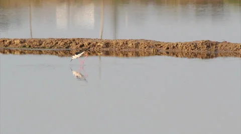 Ria Formosa - Ave - Pernilongo B.mp4 Video stock 22759938
