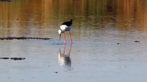 Ria Formosa - Ave - Pernilongo C.mp4 Stock Footage 22993571