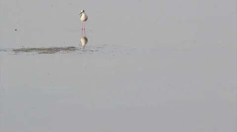 Ria Formosa - Ave - Pernilongo A.mp4 Stock Footage 22759859