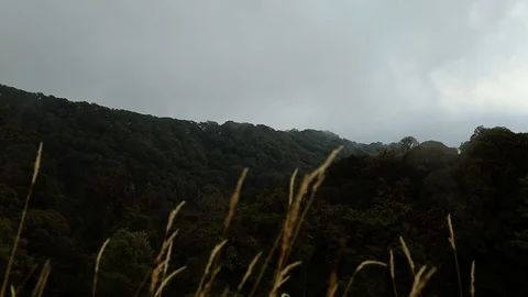 Rian clouds and green forest Stock Footage 97207157