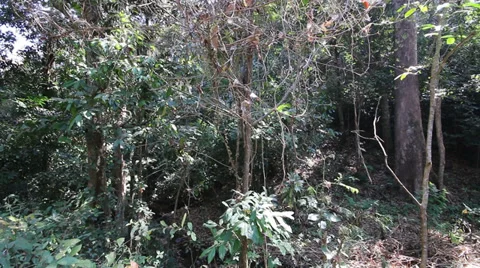 Rian forest in Thailand Stock Footage 34763258