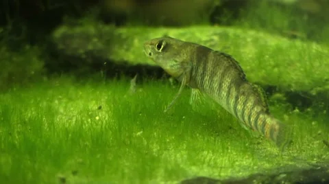 Rianbow darter on river bottom closeup Stock Footage 67688616