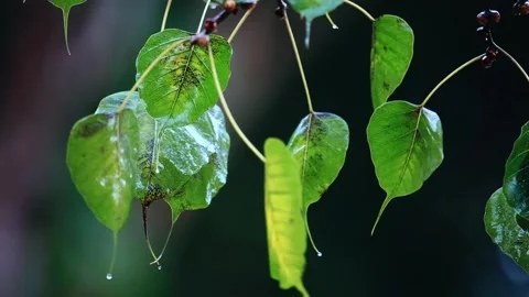 Rianing falling on leaf,Rain drop, Stock Footage 256216753