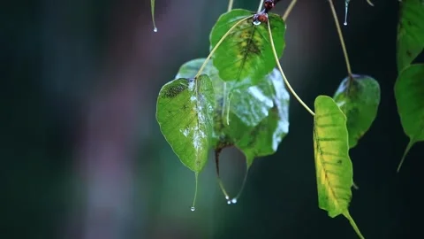Rianing falling on leaf,Rain Drops, Stock Footage 256216713
