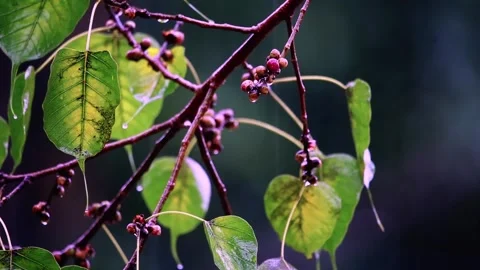 Rianing falling on leaf,Rain Drops, Stock Footage 256216720