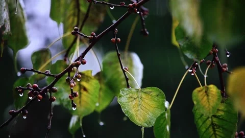 Rianing falling on leaf,Rain Drops, Stock Footage 256216765