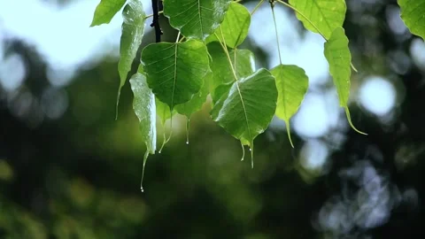 Rianing falling on leaf,Rain Drops, Stock Footage 256216766