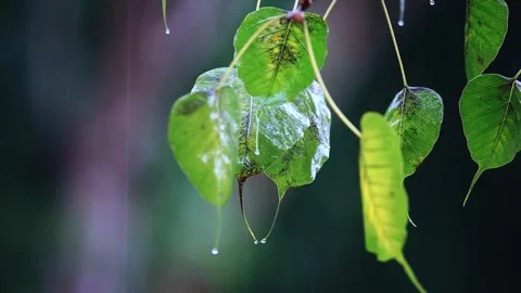 Rianing falling on leaf,Rain Drops, Stock Footage 256216775