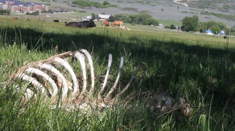 Rib Bones Of A Dead Cow In a Field Video stock 24600243