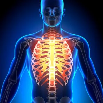 Rib Cage - Anatomy Bones Stock Illustration