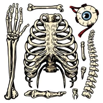 Rib cage, Arm and eye and spine, Anatomy of human bones set. Body and Thorax and Stock Illustration