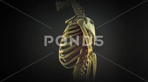 Rib cage bone joints anatomy: Royalty Free #194471042