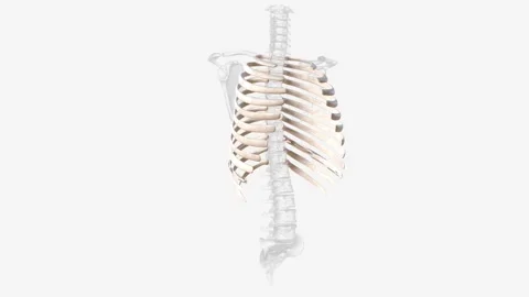 The rib cage consists of 24 ribs , which are attached to a long, flat bone in Video stock 270143813