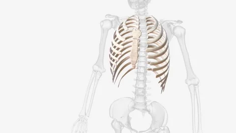 The rib cage consists of 24 ribs , which are attached to a long, flat bone in Video stock 270143986